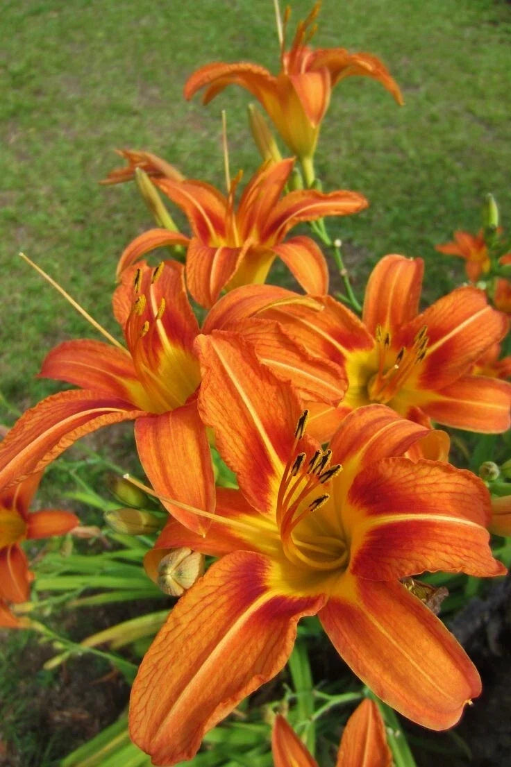 Orange Daylily Plant in Pot, Hemerocallis fulva, Vibrant Orange Flowers, Hardy Perennial, Easy Care Garden Plant
