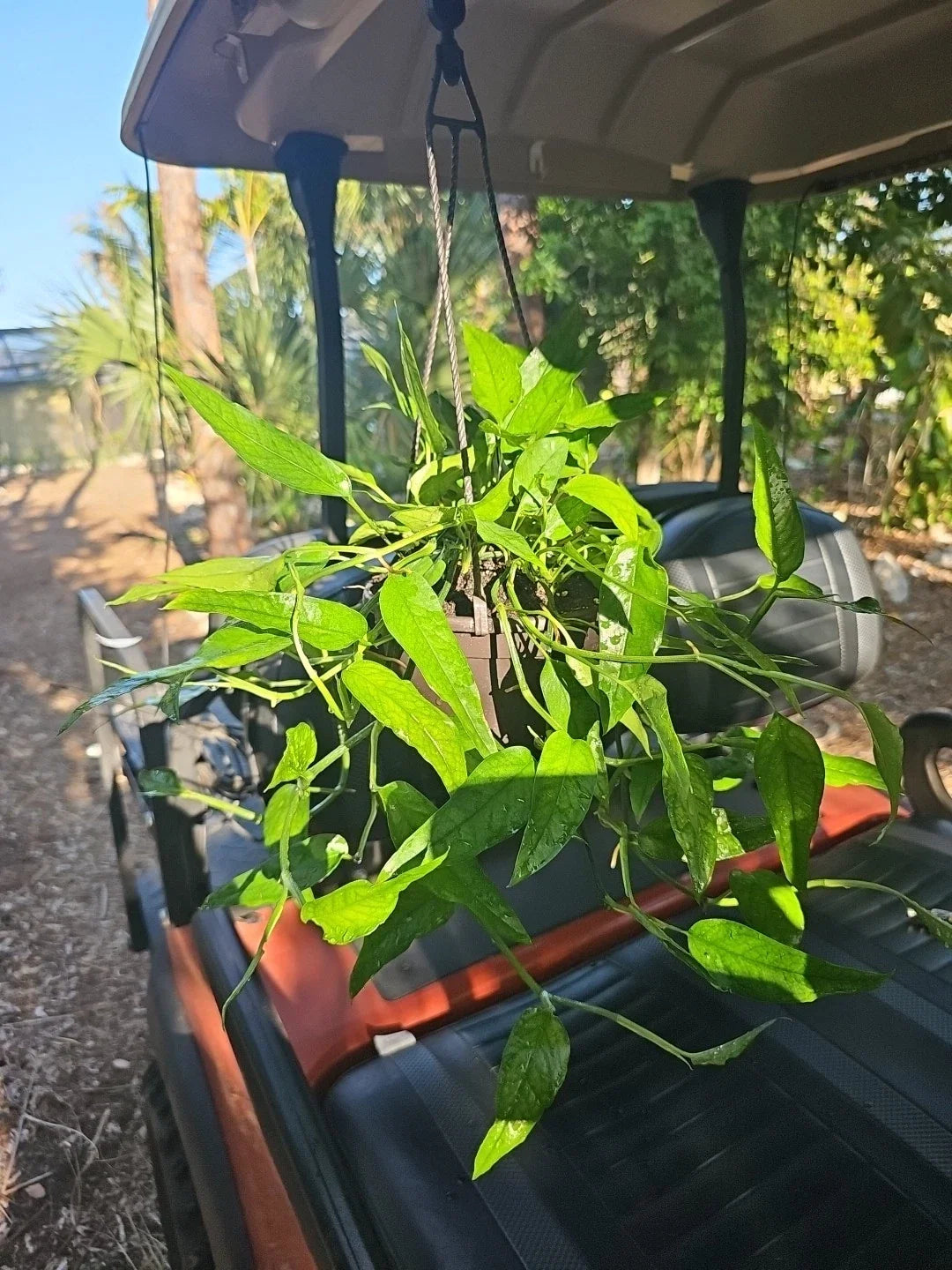 Epipremnum pinnatum Skeleton Key Pothos Plant in 6" Hanging Pot, Variegated Green Indoor Houseplant, Trailing Vining Foliage