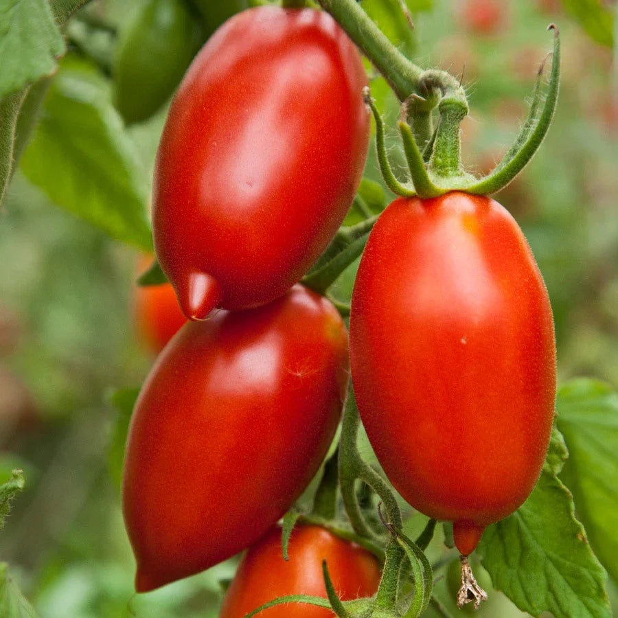 Amish Paste Tomato Seeds - Heirloom, Indeterminate, Sauces, Meaty Fruits, Solanum lycopersicum, Vegetable Seed Packet