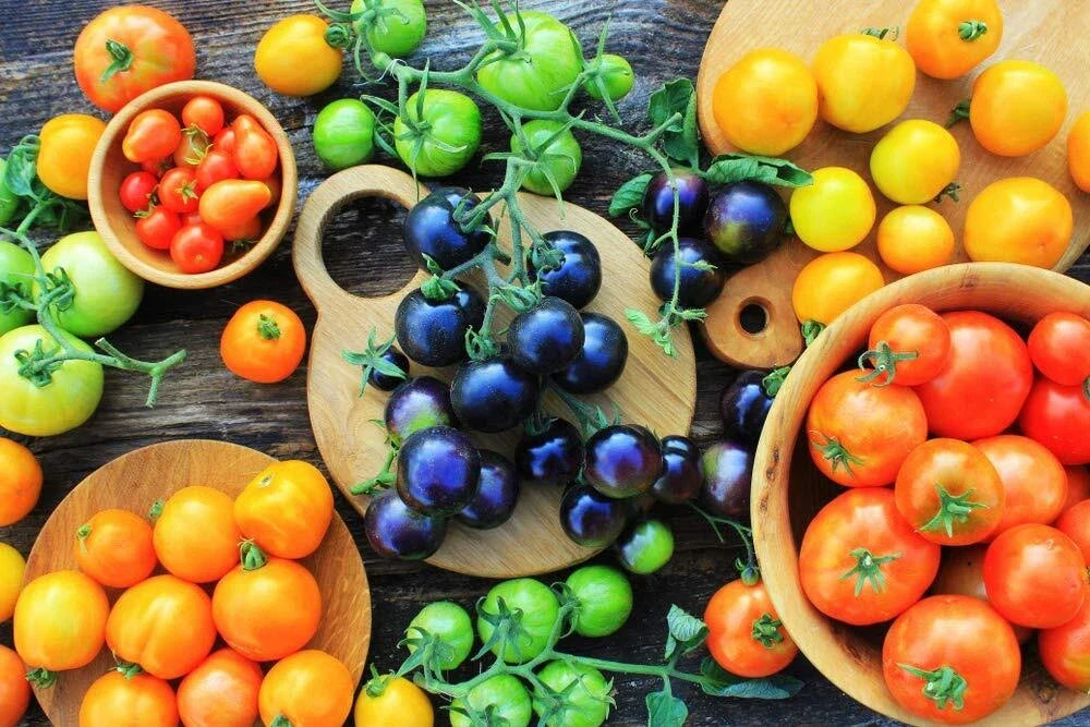 Black Cherry Tomato Seeds - 100+ Solanum lycopersicum Midnight Snack Variety for Home Garden, Container, and Salad Use