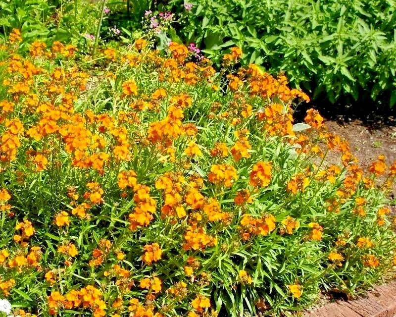 English Wallflower Seeds - 300+ Count for Groundcover, Borders & Containers - Erysimum cheiri, Fragrant, Colorful Blooms