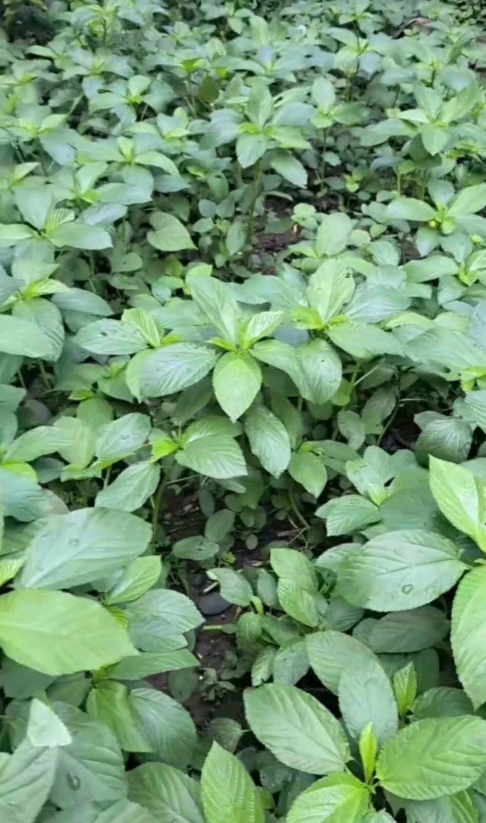 Egyptian Spinach Seeds - Over 200, Corchorus olitorius, Heirloom, Saluyot, Molokhia, Home Gardening, Nutritious Greens