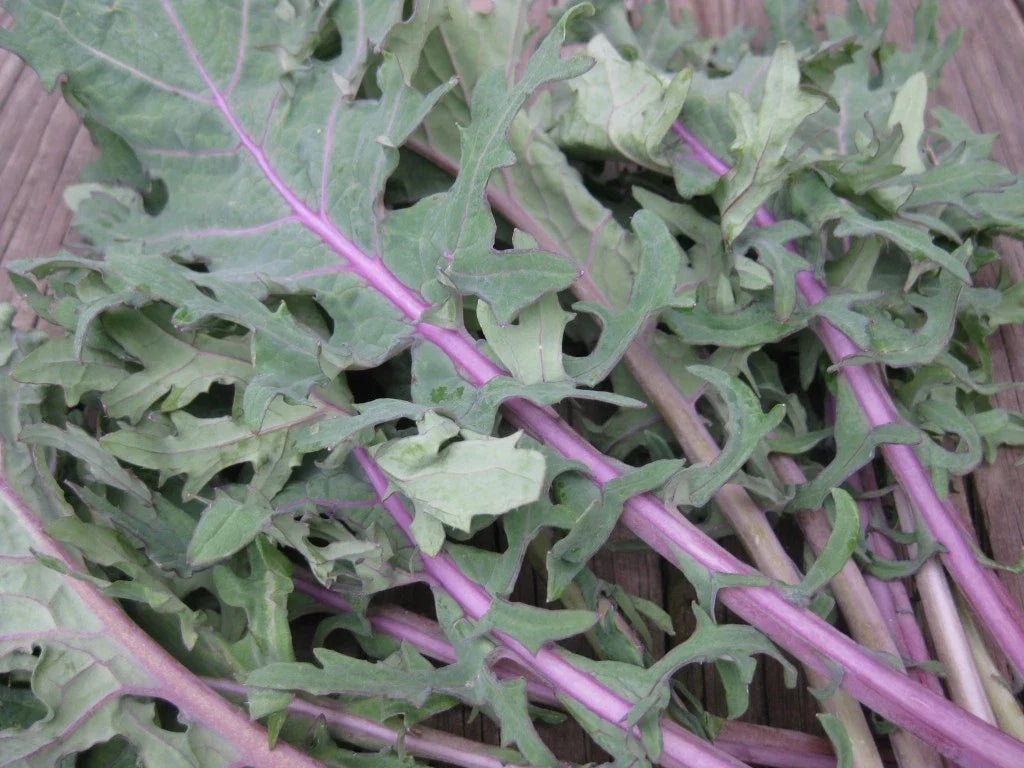 Red Russian Kale Seeds – Organic Brassica oleracea var. sabellica, Non-GMO, Cold-Tolerant, Packaged Seeds for Home Gardening