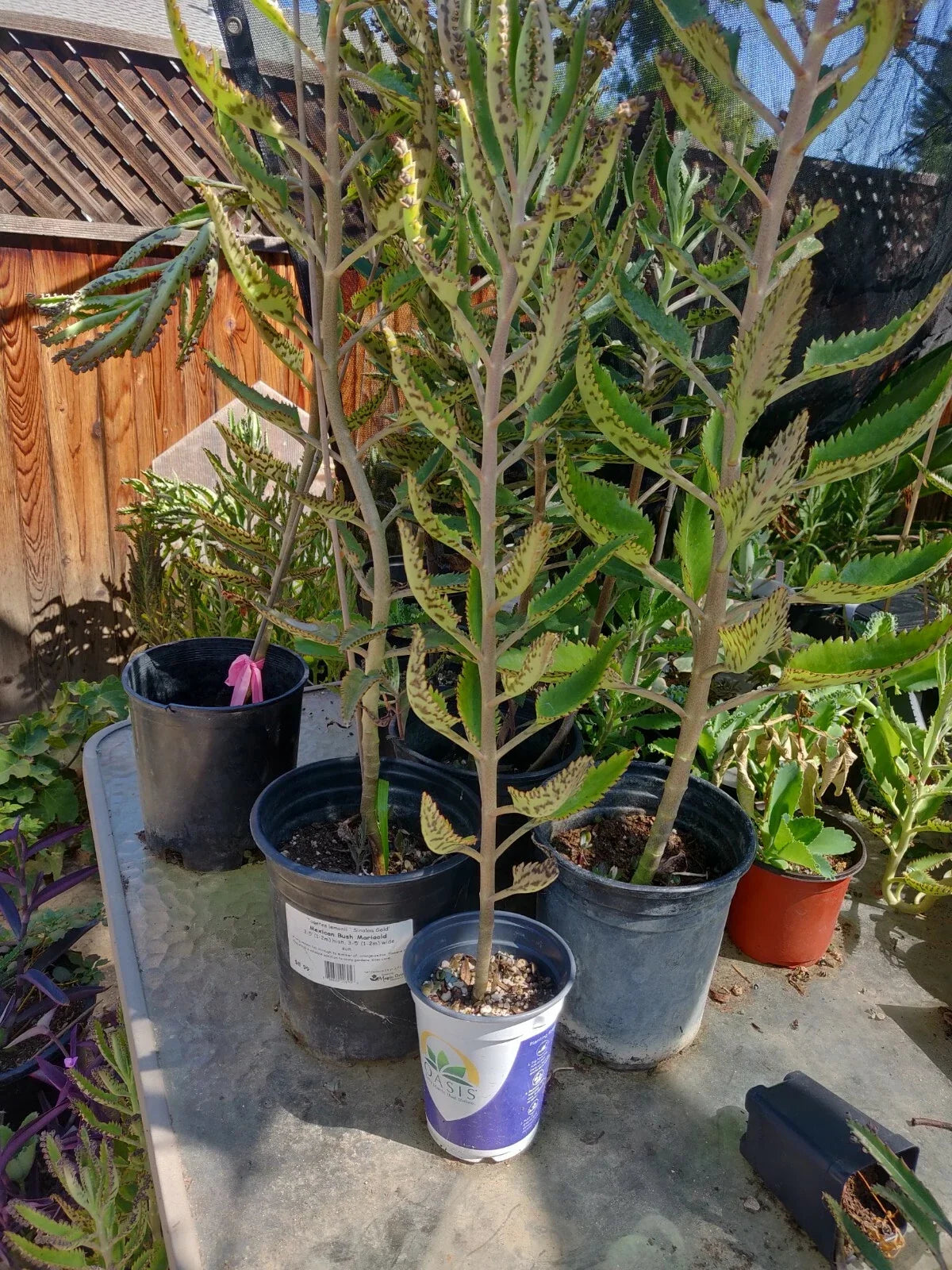 Kalanchoe Madre de Miles Succulent Plants 3 Pack - Mother of Thousands, Easy Care Indoor Houseplants, Kalanchoe daigremontiana