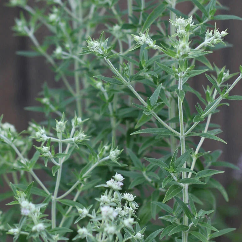 Mountain Mint Seeds 1000 Pack Pycnanthemum pilosum Aromatic Herb for Gardens Landscaping