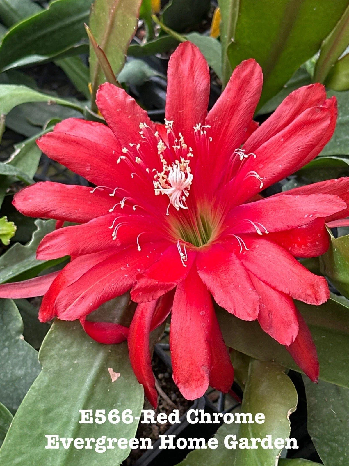 Epiphyllum Orchid Cactus 4" Starter Pot Red Chrome Exotic Houseplant, Tropical Succulent, Easy Care Cactus, Epiphyllum oxypetalum
