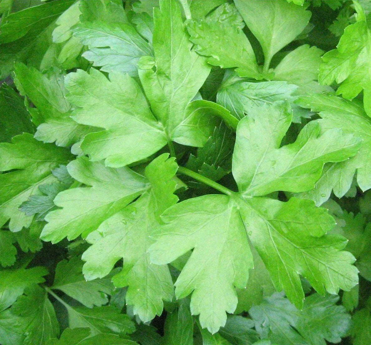 Italian Parsley Seeds - 500+ Dark Green Flat Leaf Petroselinum crispum