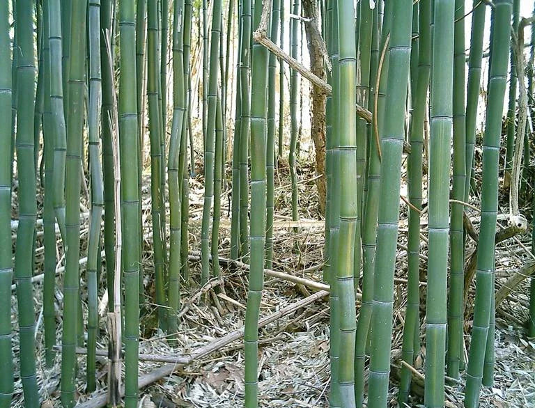 Yellow Groove Bamboo Rhizome Cuttings 3ct | Phyllostachys aureosulcata | Hardy for Zone 5 | Clumping, Fast-Growing, Privacy Screen