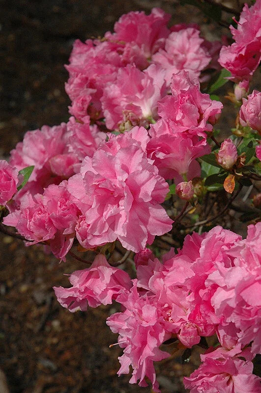 Azalea Starter Plant - Orchid Pink Triple Blooms - Rhododendron deciduous - Garden, Landscape, Container
