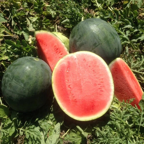 Belmont Watermelon Seeds - 50+ Pack for Garden Planting Citrullus lanatus Non-GMO, Juicy, Sweet, USA Grown