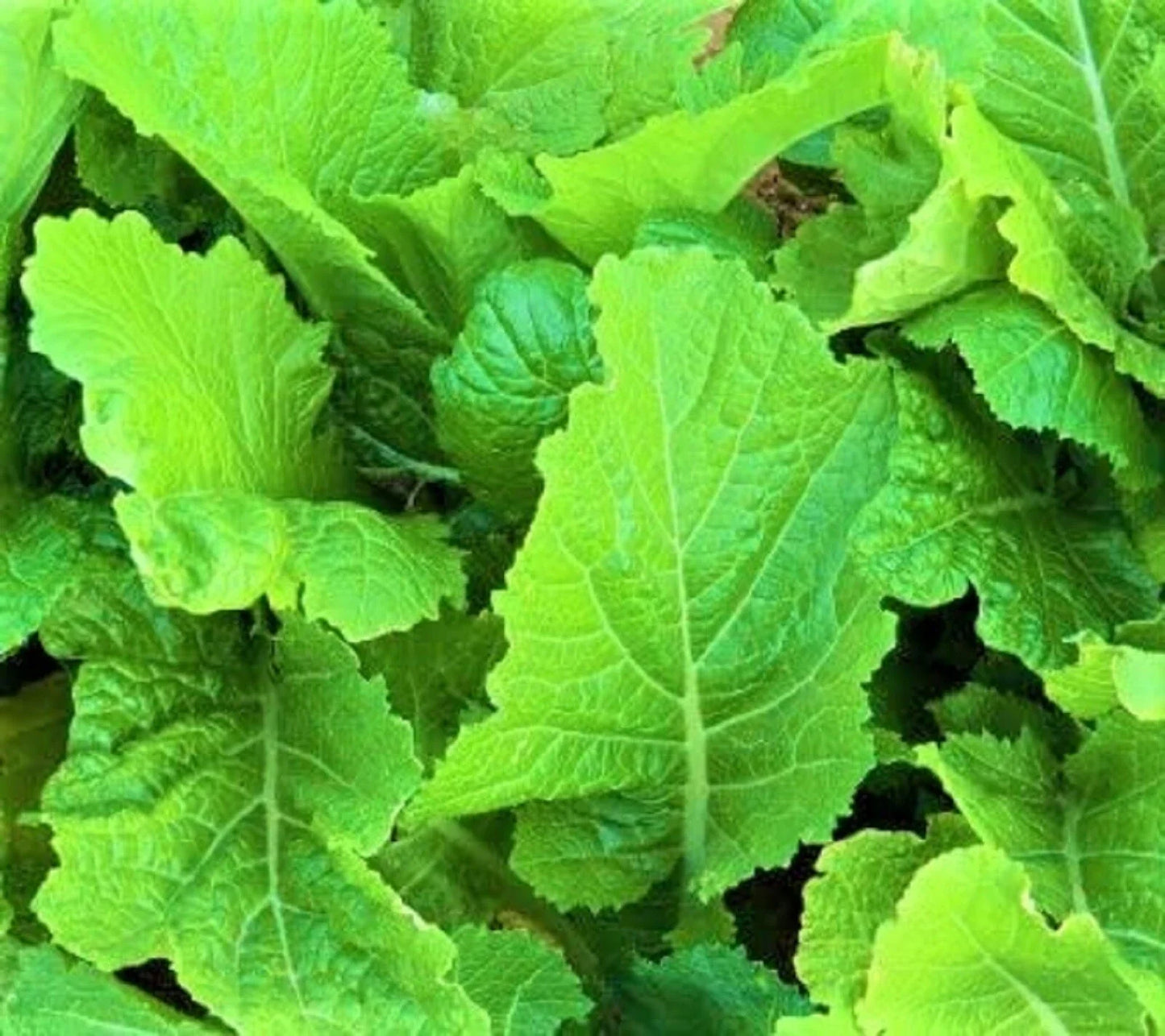 Florida Broadleaf Mustard Seeds – Non-GMO Brassica juncea for Home Garden, Container Planting, 300+ Seeds