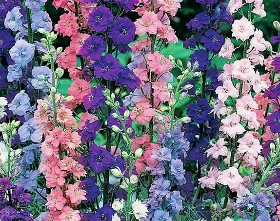 Rocket Larkspur Seeds - 100 Pack, Delphinium ajacis, Annual Flowers for Borders & Cuttings, Easy to Grow, Vibrant Blue & Purple
