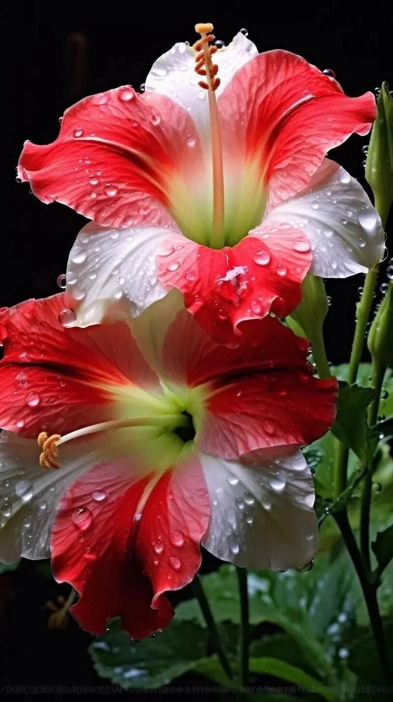 Morning Glory Seeds - 20 Pack - Mix Color Flowers - Ipomoea nil Climbing Vine for Gardens and Fences