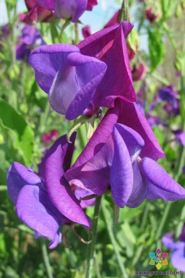 Countess Cadogan Sweet Pea Seeds – Heirloom Garden Flower Seeds, Climbing Vine, Lavender & Purple, Lathyrus odoratus, 50 Seeds