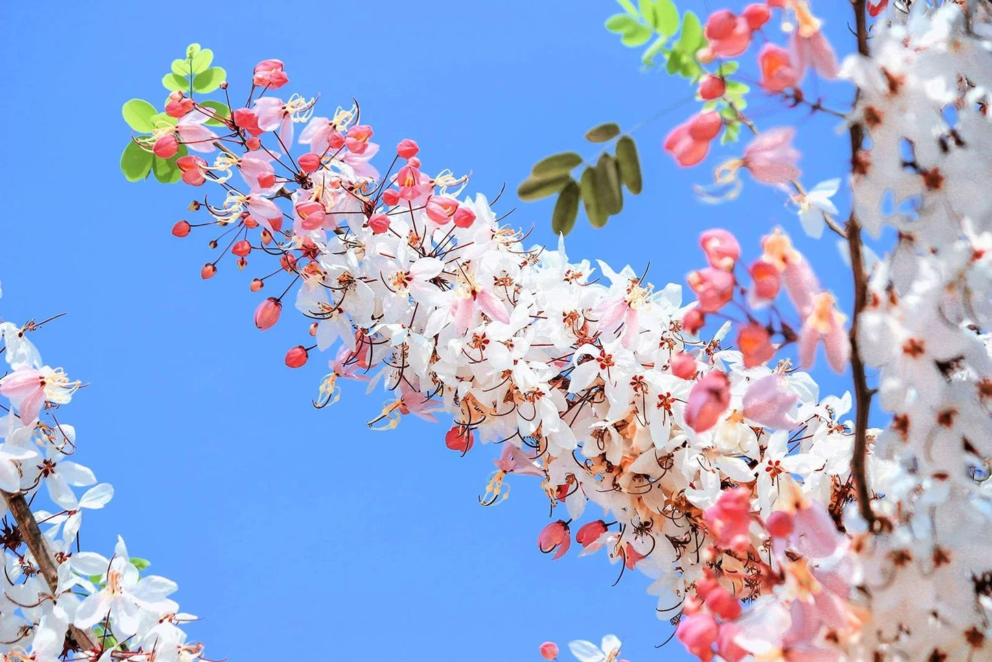 Pink Shower Tree Seeds - Cassia grandis - Tropical Flowering Tree Seeds for Planting, Garden, Landscape