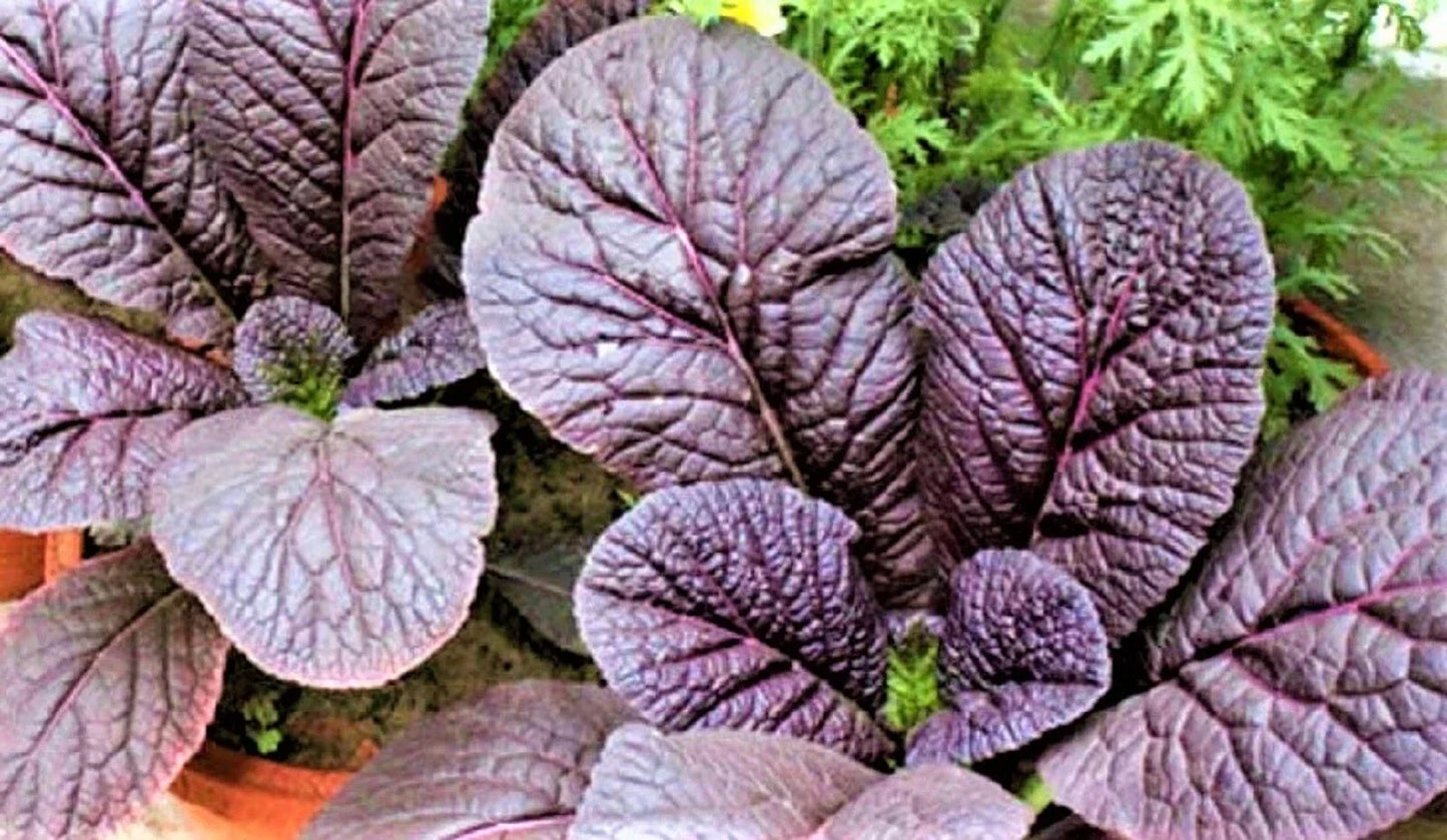 Red Giant Mustard Seeds – Non-GMO Brassica juncea for Greens, Salads & Cooking, 300+ Seeds