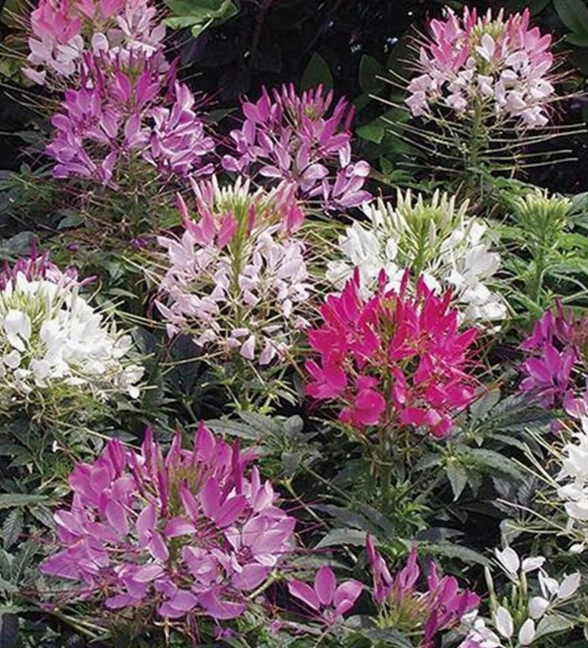 Cleome Seeds - 200+ Mixed Colors - Spider Plant - Cleome hassleriana - Fall Planting, Butterfly & Pollinator Attracting