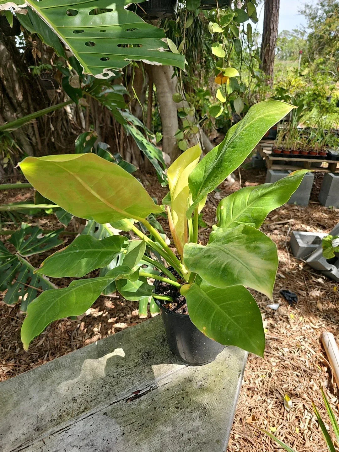 XL Philodendron Moonlight Plant - 6" Pot, 24" Tall & Wide