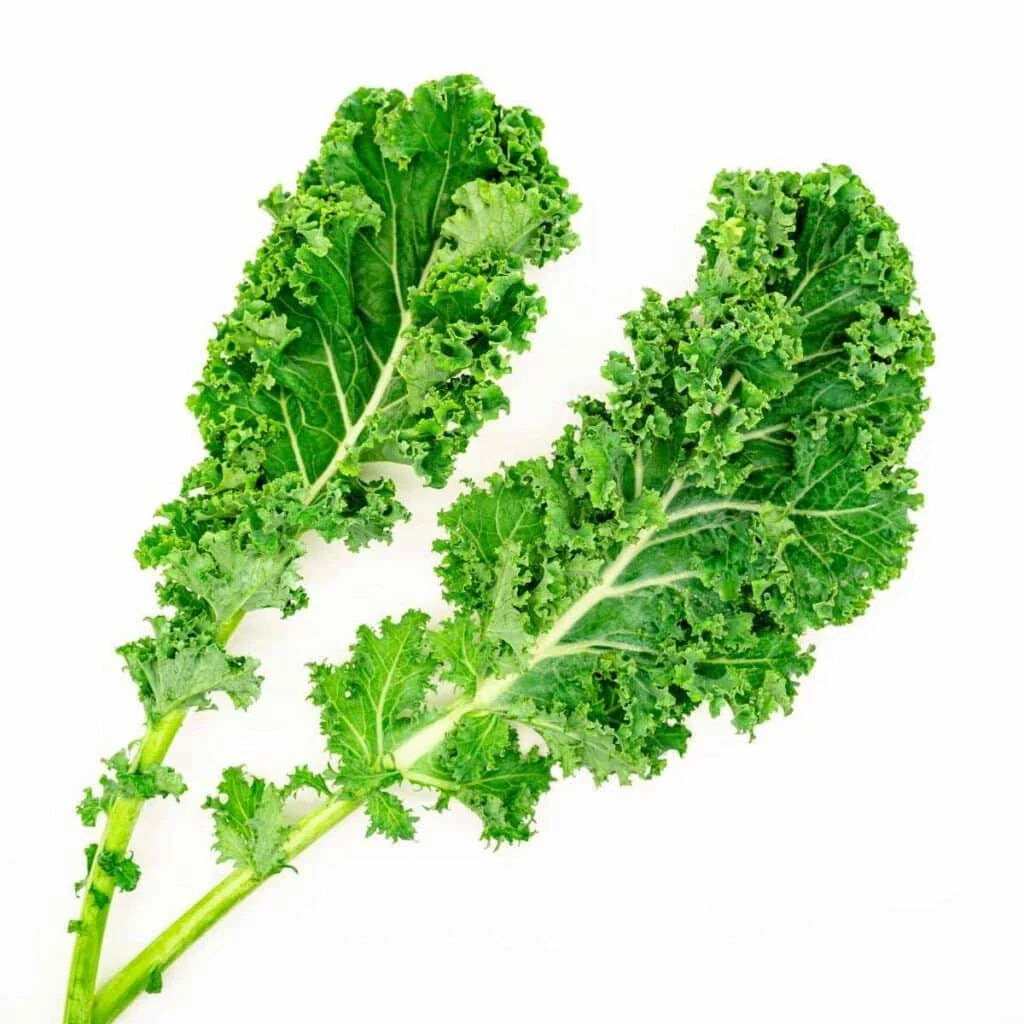 Dwarf Siberian Cabbage Seeds - 500+ Non-GMO Brassica oleracea for Home Garden, Container Planting, USA Grown