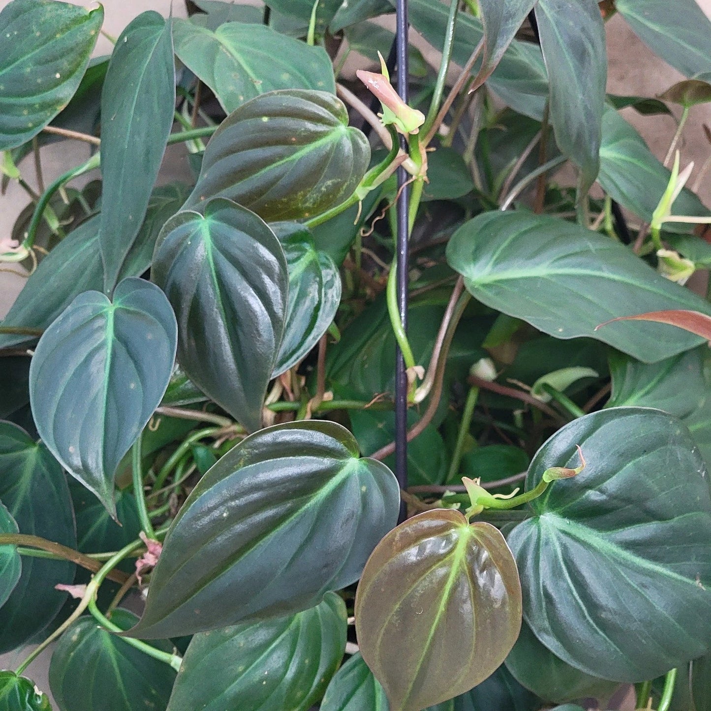 Philodendron Micans Indoor Houseplant in 6" Pot – Velvet Green Vining Plant, Easy Care