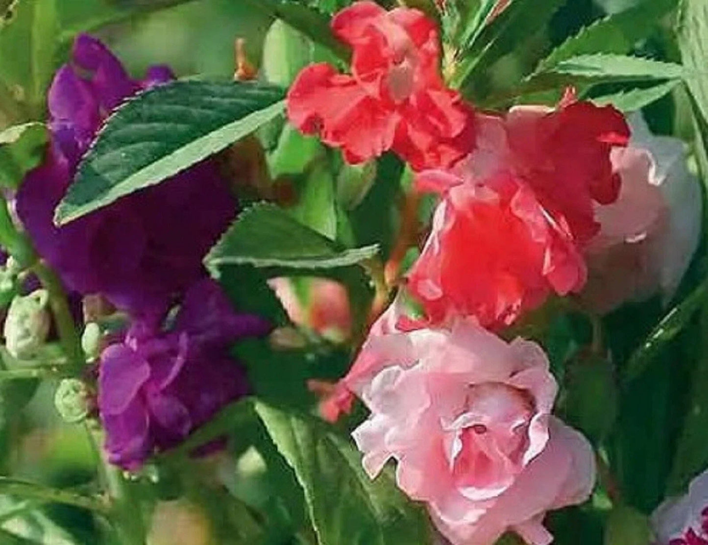 Balsam Impatiens Seeds - Tom Thumb Variety - Vibrant Garden Flower Seeds - Impatiens balsamina - Easy to Grow Annual