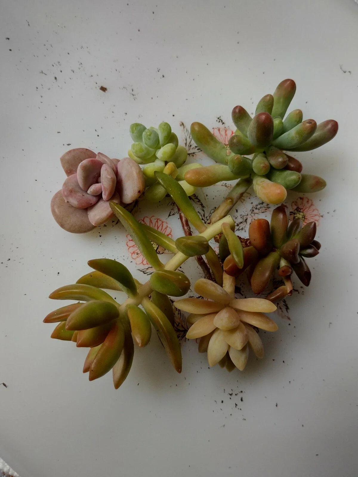 Assorted Succulent Plant Cuttings - Six Pack - Echeveria, Sedum & More - Drought-Tolerant Indoor & Outdoor Gardening