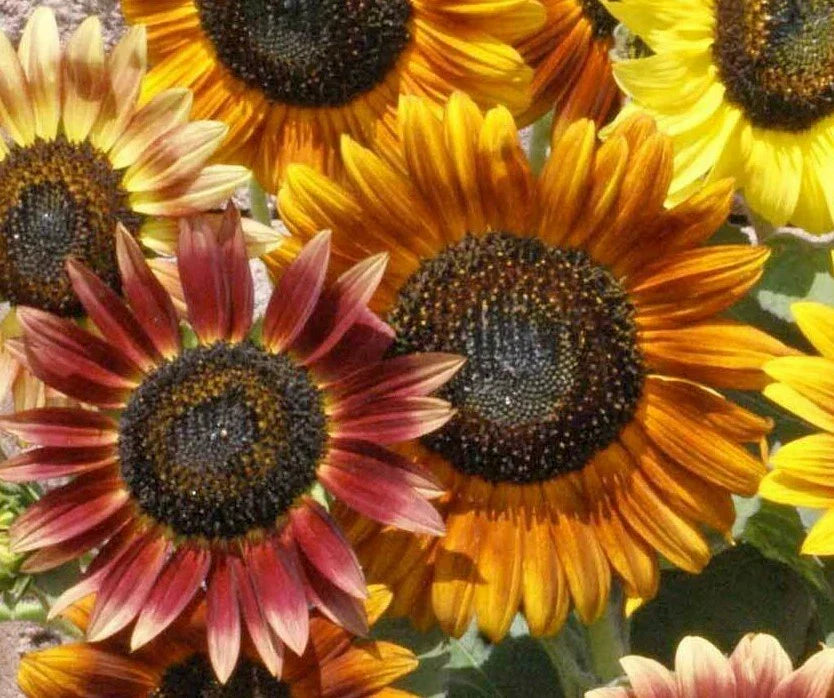 Sunflower Seeds 50+ Autumn Beauty Mix - Helianthus annuus - Attracts Bees & Birds