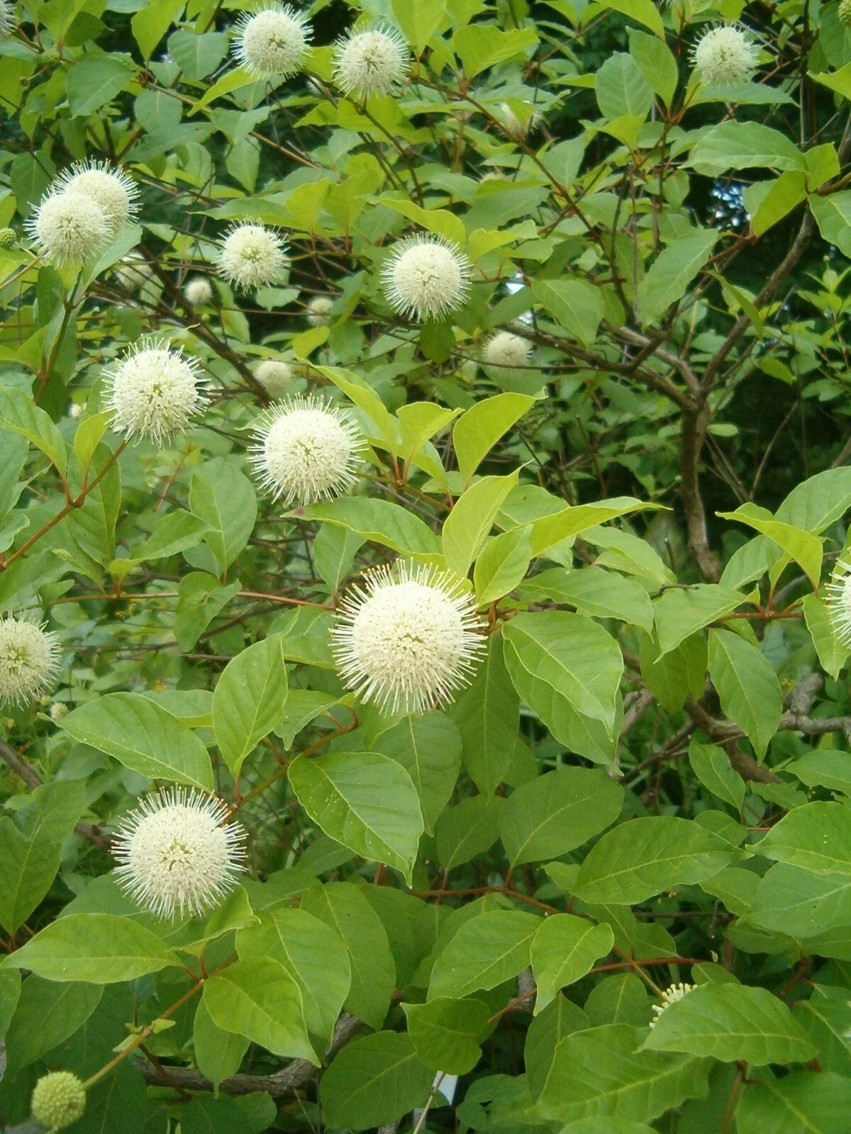 Buttonbush Seeds - Honeyball Shrub Cephalanthus occidentalis 70 Seeds for Wetland Gardens, Pollinator Attracting, Fragrant White Flowers