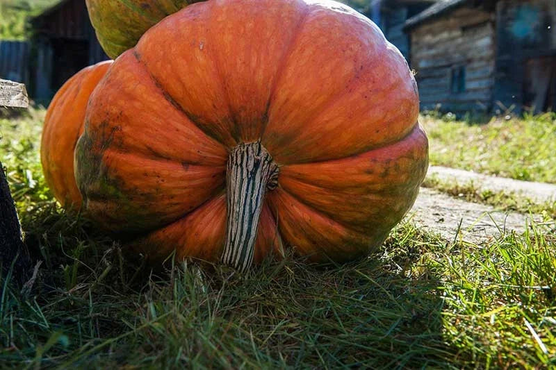 Big Moon Pumpkin Seeds - Heirloom Cucurbita maxima for Garden Planting, 25+ Seeds, USA, Non-GMO, Full Sun