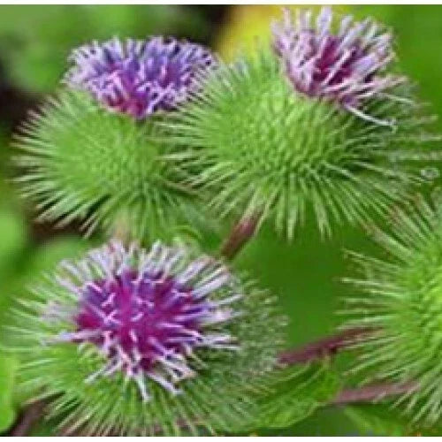 Organic Burdock Seeds 100 Pack | Articum lappa Biennial Medicinal Herb for Garden & Herbal Uses