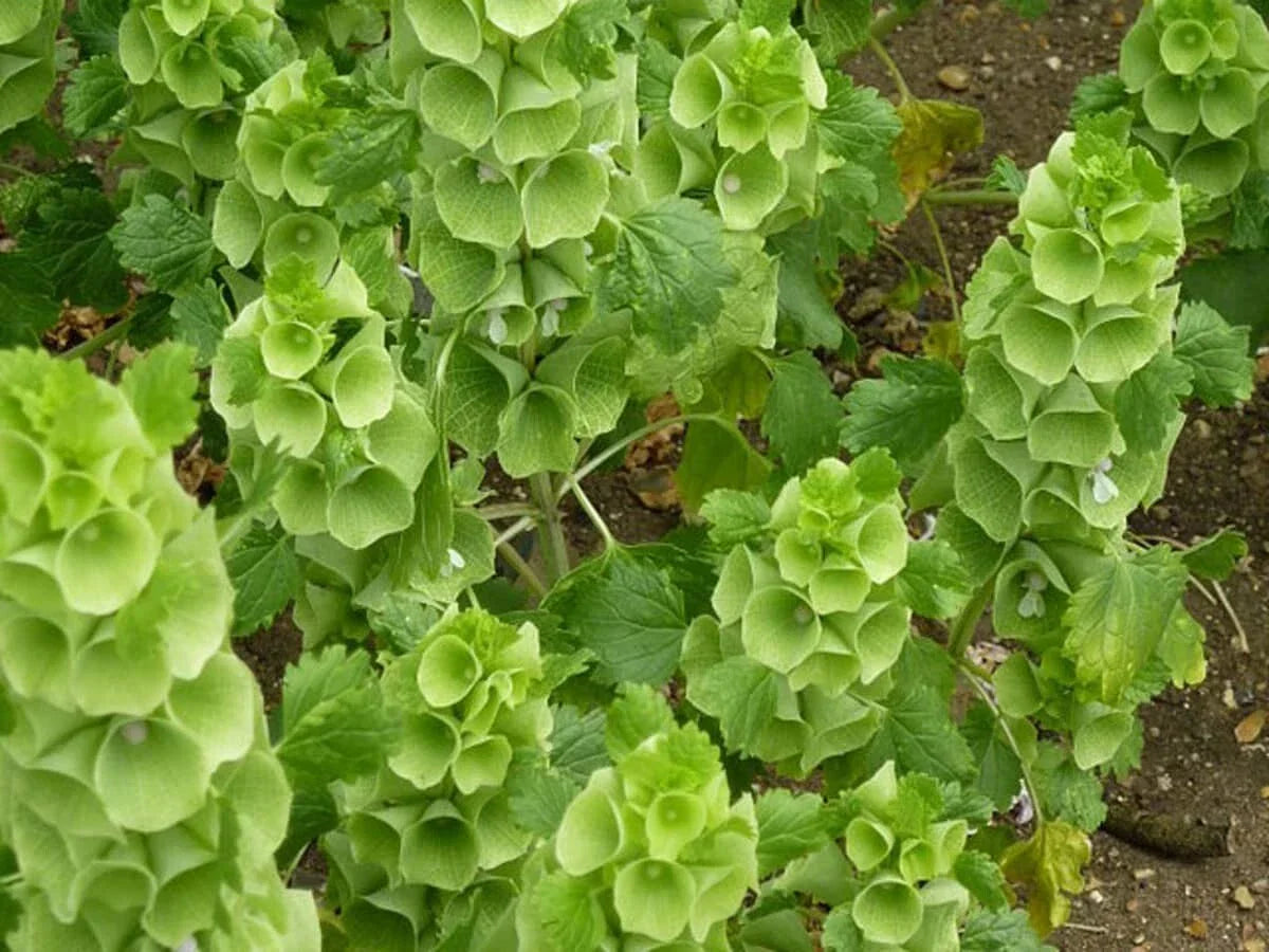 Bells of Ireland Seeds 150+ Moluccella laevis - Non-GMO Green Flowers