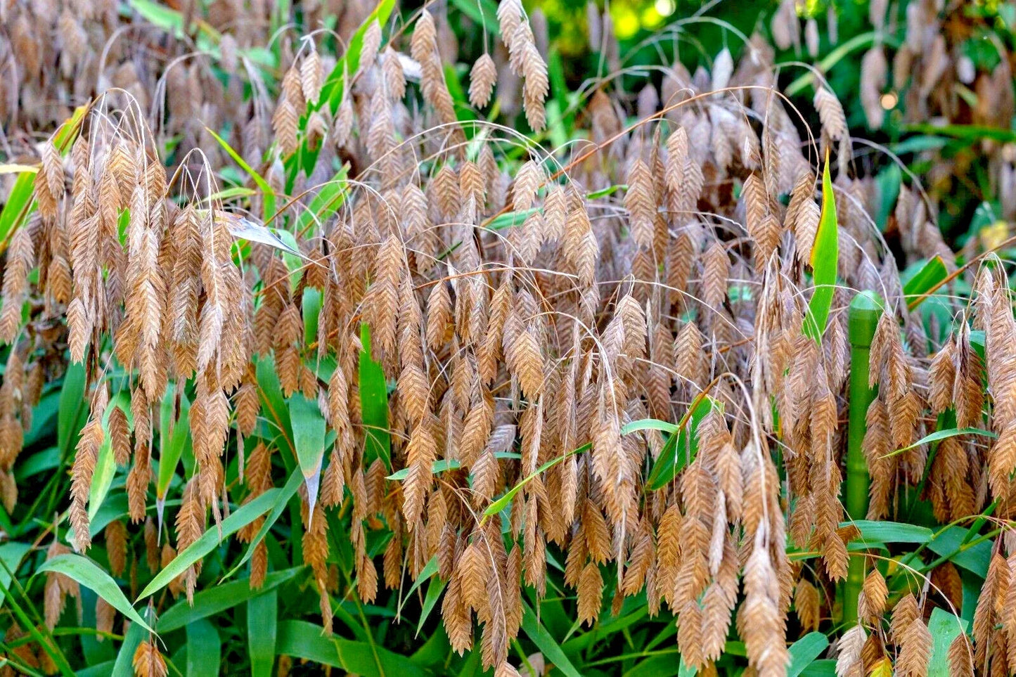 Northern Sea Oats Seeds 200 Pack Chasmanthium latifolium Ornamental Grass Drought Tolerant Perennial