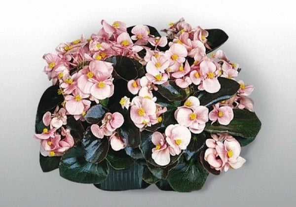 Begonia Seeds Set of 100 | Cocktail Brandy Variety | Begonia x tuberhybrida | Shade-loving, Vibrant Foliage & Flowers
