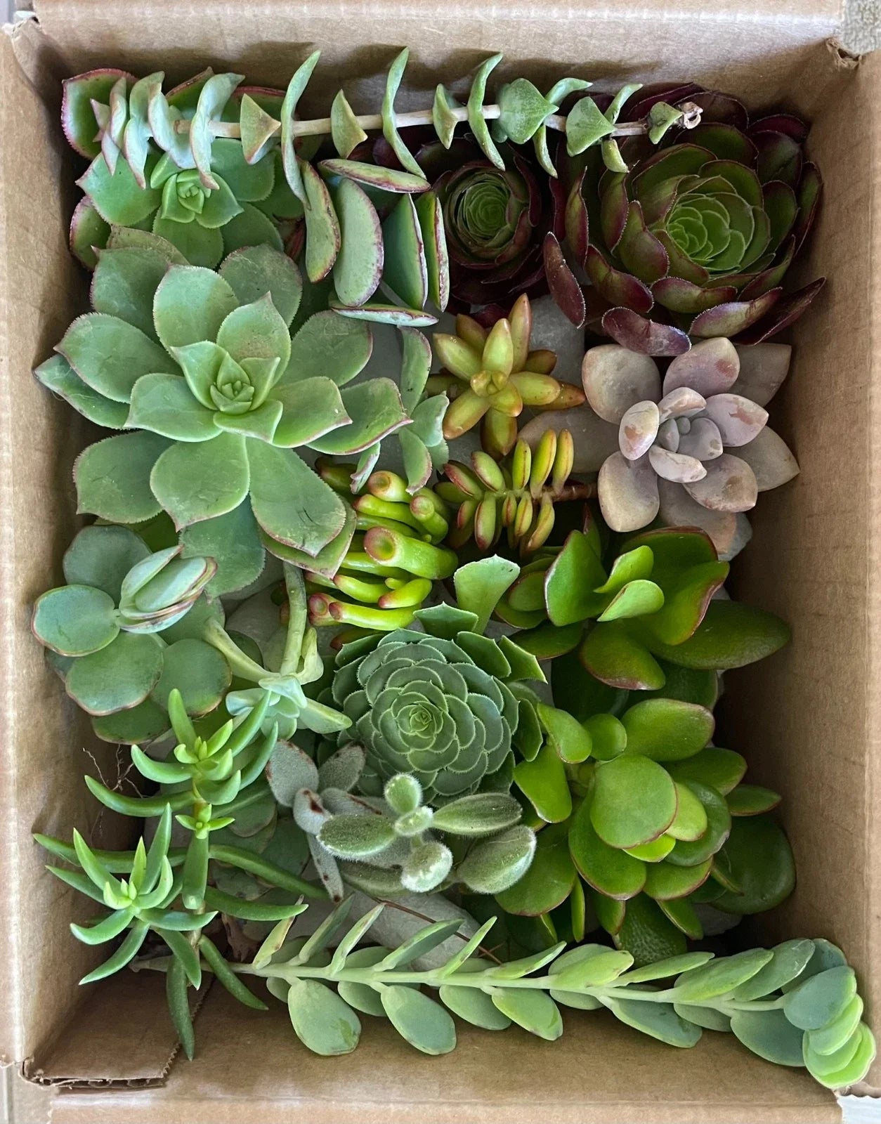 Succulent Cuttings Set of 15 Assorted Varieties - Organic, Low-Maintenance Indoor & Outdoor Plants