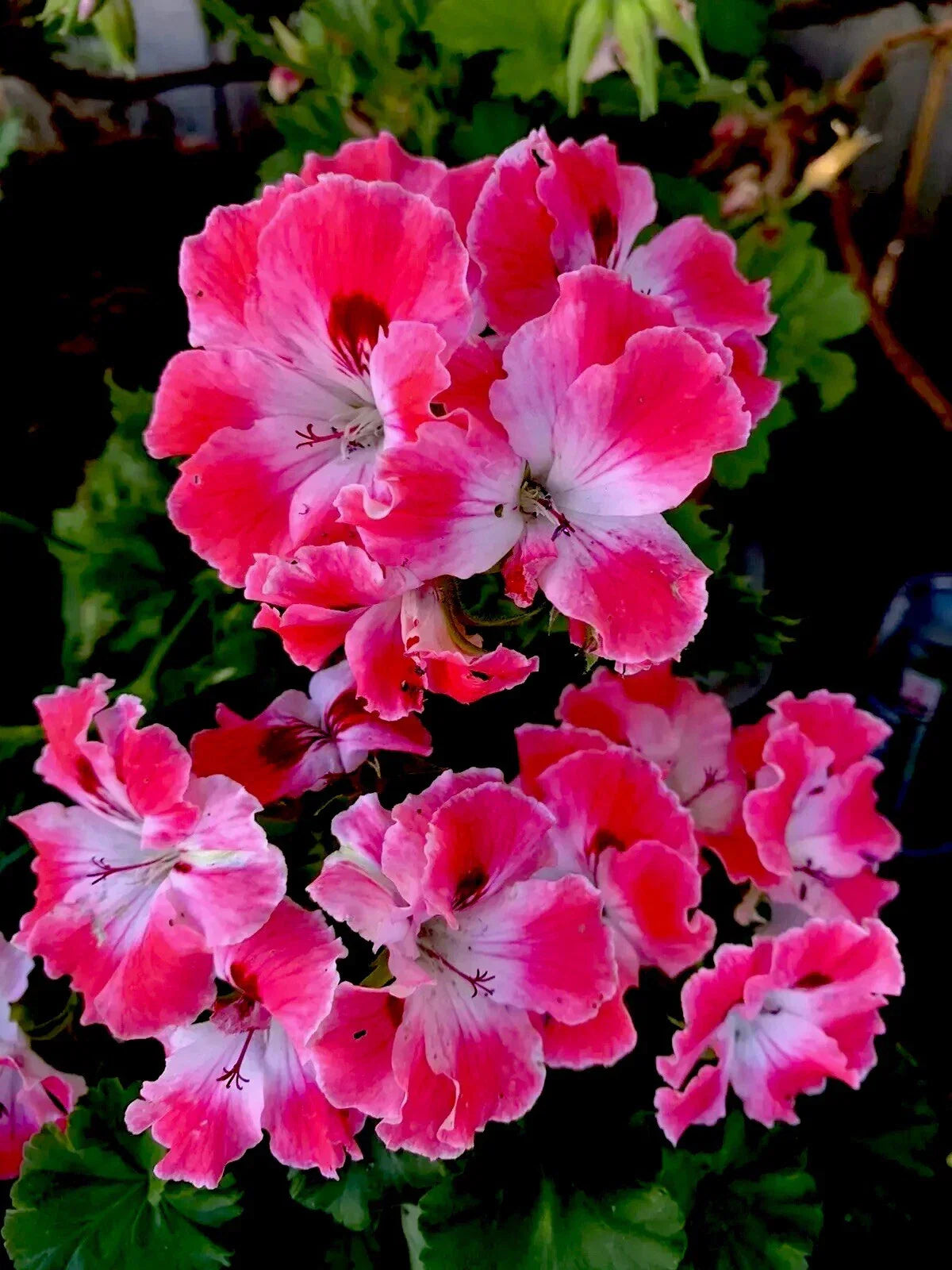 Geranium Live Plant 10" Tall Reddish Pink & Maroon Perennial in 3" Pot