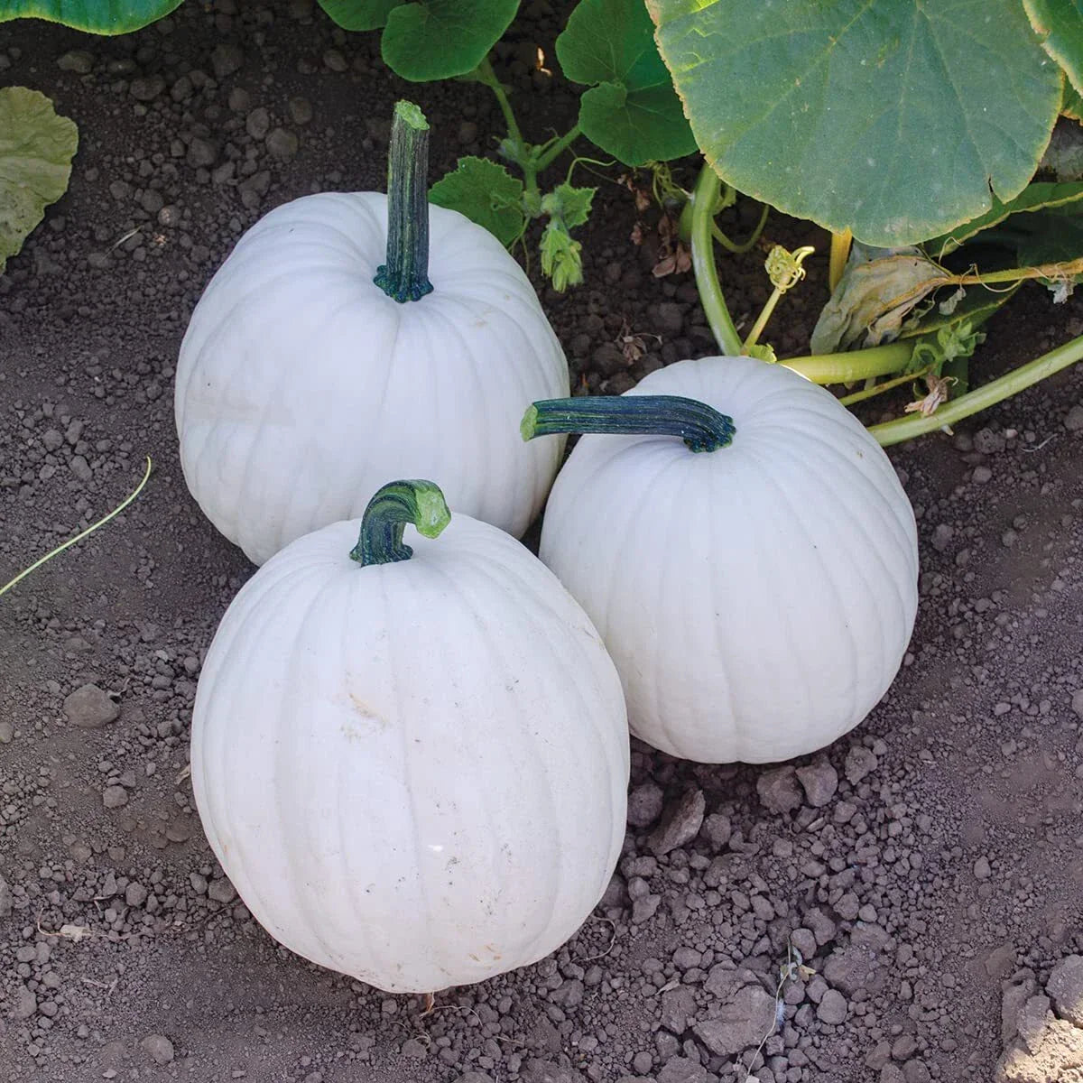 Yeti Pumpkin Seeds - 10 White Pumpkin Seeds for Planting, Cucurbita pepo