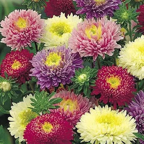 Powder Puff Aster Seeds - Rainbow Mix - 500+ Seeds - Chrysanthemum Cut Flowers