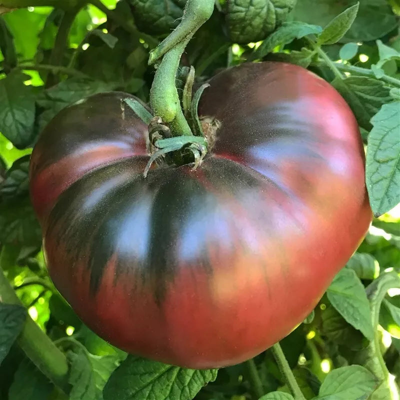 Cherokee Purple Tomato Seeds - 120+ Heirloom Non-GMO Seeds for Home Gardening