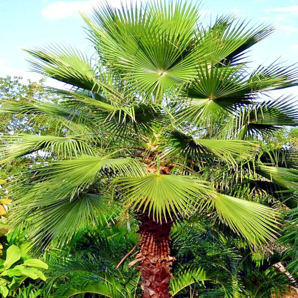Mexican Fan Palm Tree Seeds - 10 Pack - Washingtonia robusta - Cold Hardy Tropical Plant