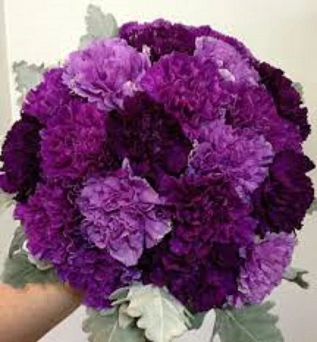 Purple Mix Carnation Seeds - 100 Perennial Dianthus Flower Seeds for Garden