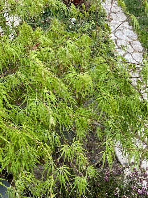 Dwarf Japanese Maple Tree Cuttings 6" Acer palmatum var. dissectum for Rooting & Grafting, Small Landscape, Bonsai