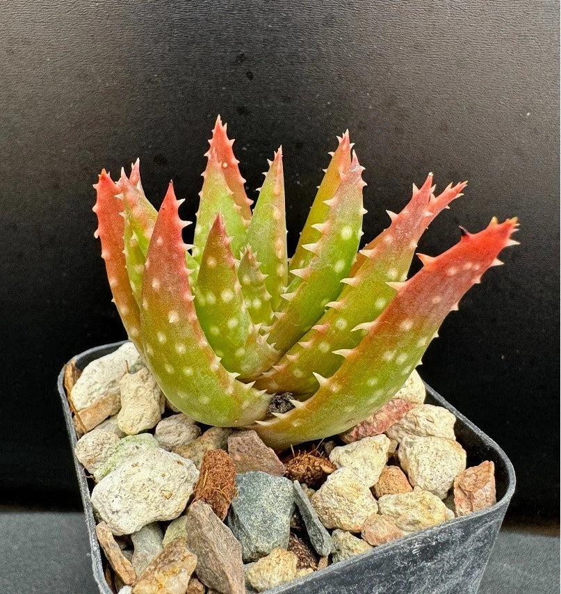 Aloe Vera Hybrid Plant 2" Pot Crosby's Prolific Rare Succulent Aloe cv. 'Crosby's Prolific'
