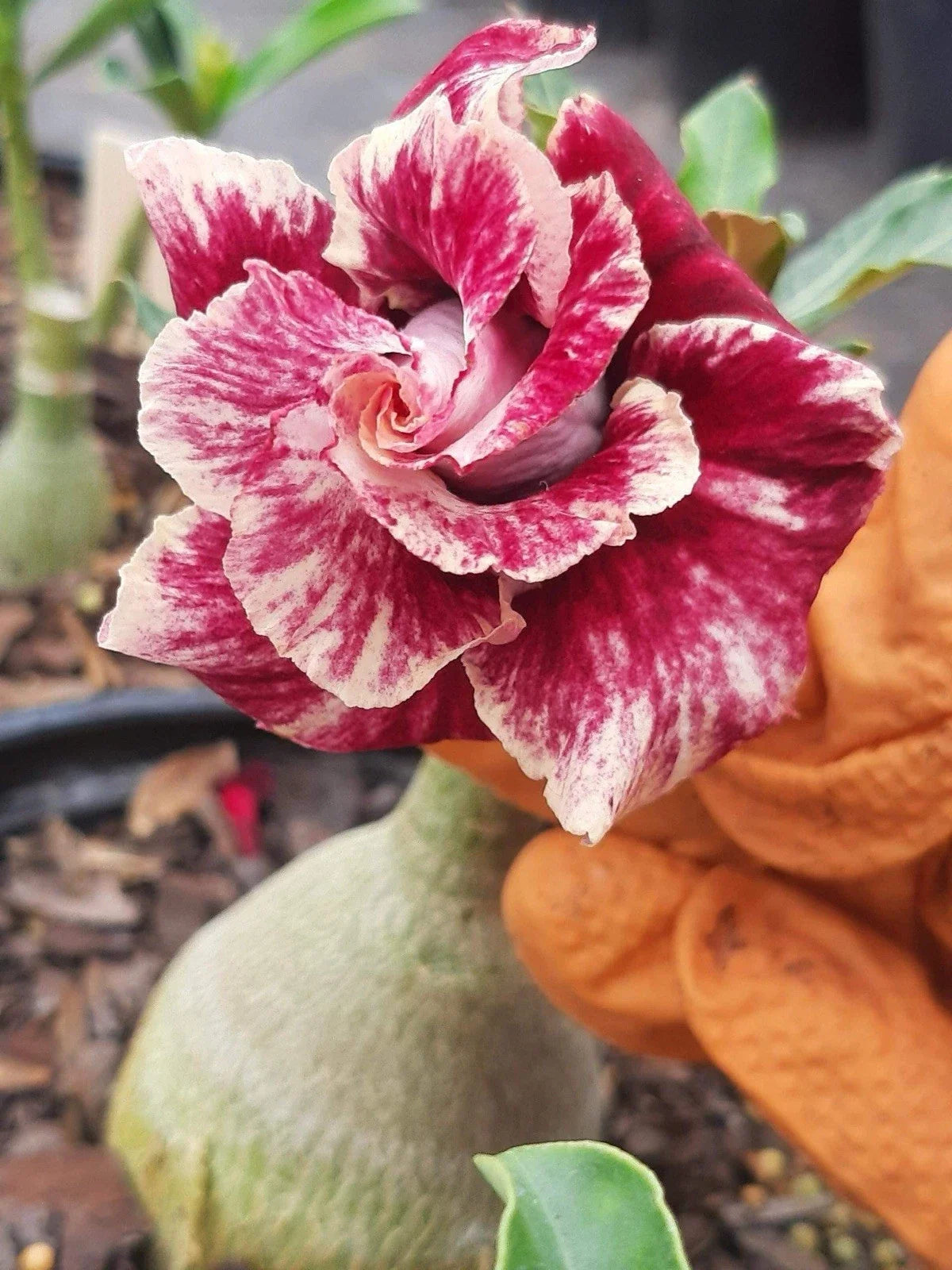 Desert Rose Plant - 1 Gallon Pot - Double Petals Adenium obesum - Succulent Indoor Outdoor Garden