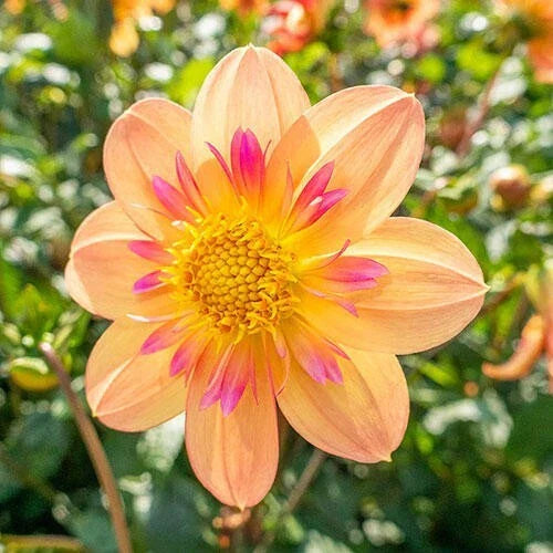 25 Kelsey Ann Dahlia Seeds - Perennial Dahlia pinnata Flowers for Garden