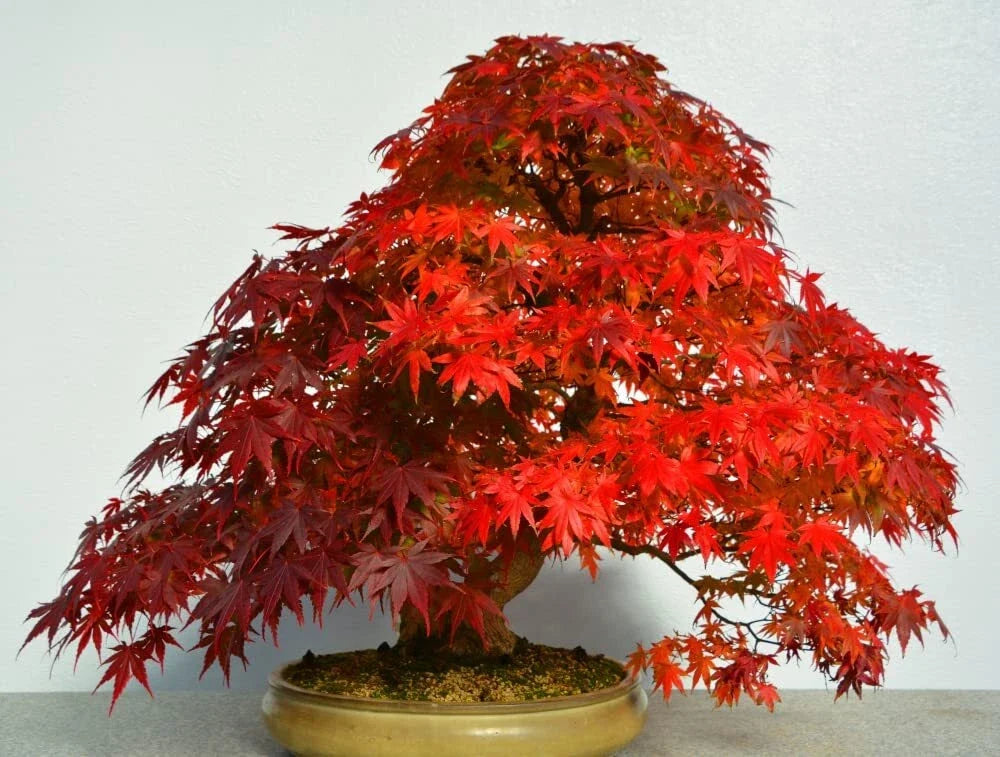 Red Maple Bonsai Tree Seeds - Acer rubrum - 40 Seeds for Miniature Tree Cultivation, USA Made, Easy to Grow