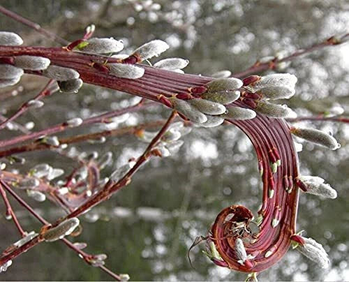 Rare Japanese Fantail Willow Cutting with Fasciated Stems - Salix Matsudana 'Hakuro-nishiki'