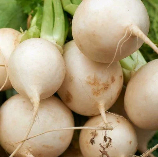 Shogoin Japanese Turnip Seeds | White Hakurei Asian Vegetable Seeds | Brassica rapa var. japonica | Heirloom, Non-GMO, Fast-Growing
