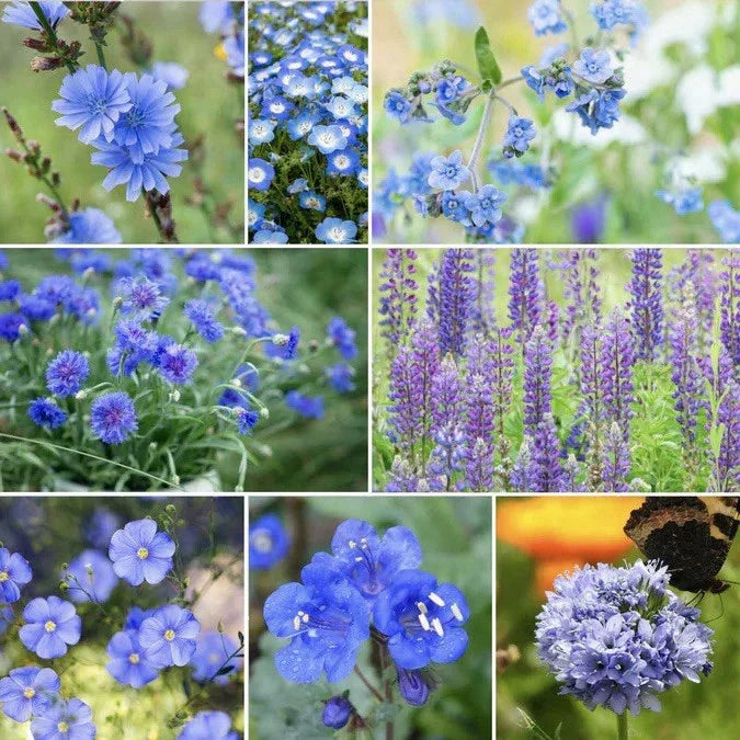 250 Singin' The Blues Seeds - Blue Wildflower Mix for Pollinators & Gardens