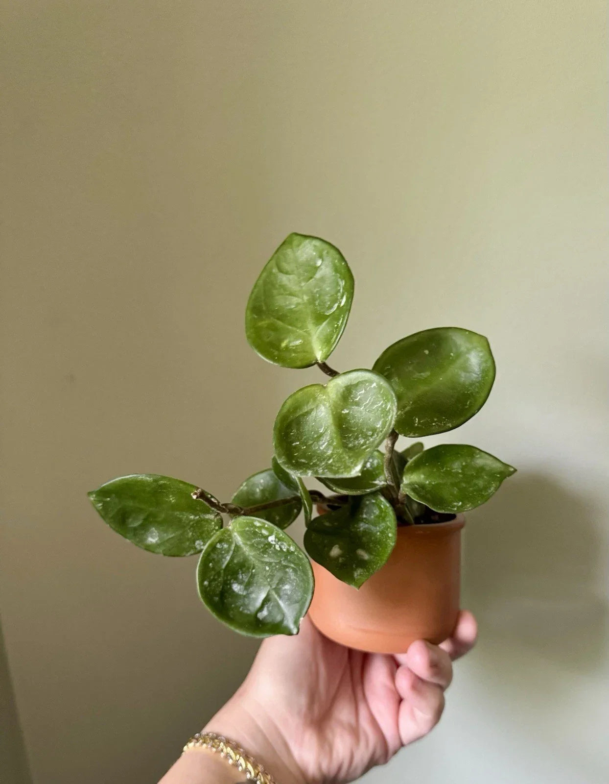 Hoya Chelsea Cuttings - Rooted Hoya Carnosa Chelsea Indoor Houseplant for Easy Care & Propagation