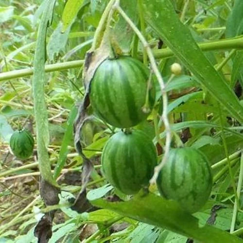 Tzimbalo Fruit Bush Seeds - 10 Rare Solanum caripense Tropical Edible Plant for Gardening